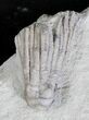 Eratocrinus Crinoid - Rare Species #19997-1